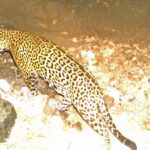 Adán Camacho Márquez - Categoría C Jaguar (Panthera onca) Monte Escobedo, Zacatecas