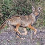 Gerardo Aguilar Anzures - Coyote (Canis latrans) Semidesierto potosino, S.L.P. Categoría B