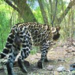 José Pineda - Categoría C Ocelote (Leopardus pardalis) Monte Escobedo, Zacatecas