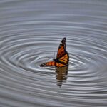 Mauricio Calderón Cadena - Mariposa monarca norteamericana (Danaus plexippus plexippus) Durango, Dgo., Categoría A