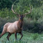 Sergio Pedrero Villanueva - Participa categoría C Wapití o Elk (Cervus canadencis) , fotografiado en libertad, Salsipuedes Monclova , Coahuila