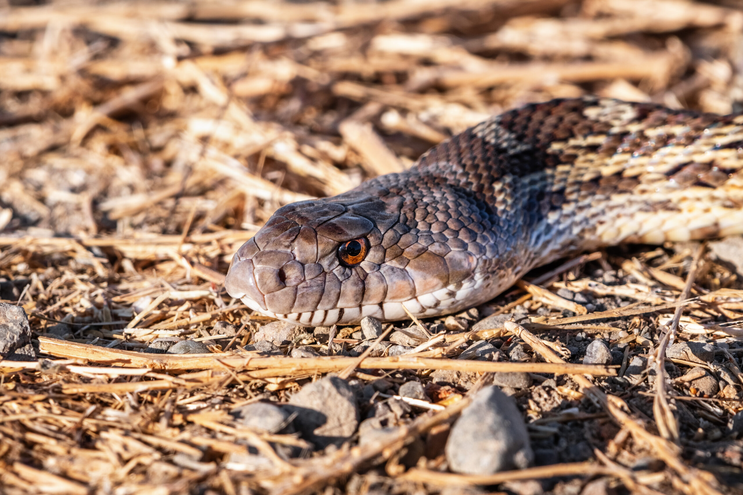 Serpiente de cascabel nativa de Nuevo León, México, en su hábitat natural entre vegetación y terreno rocoso.