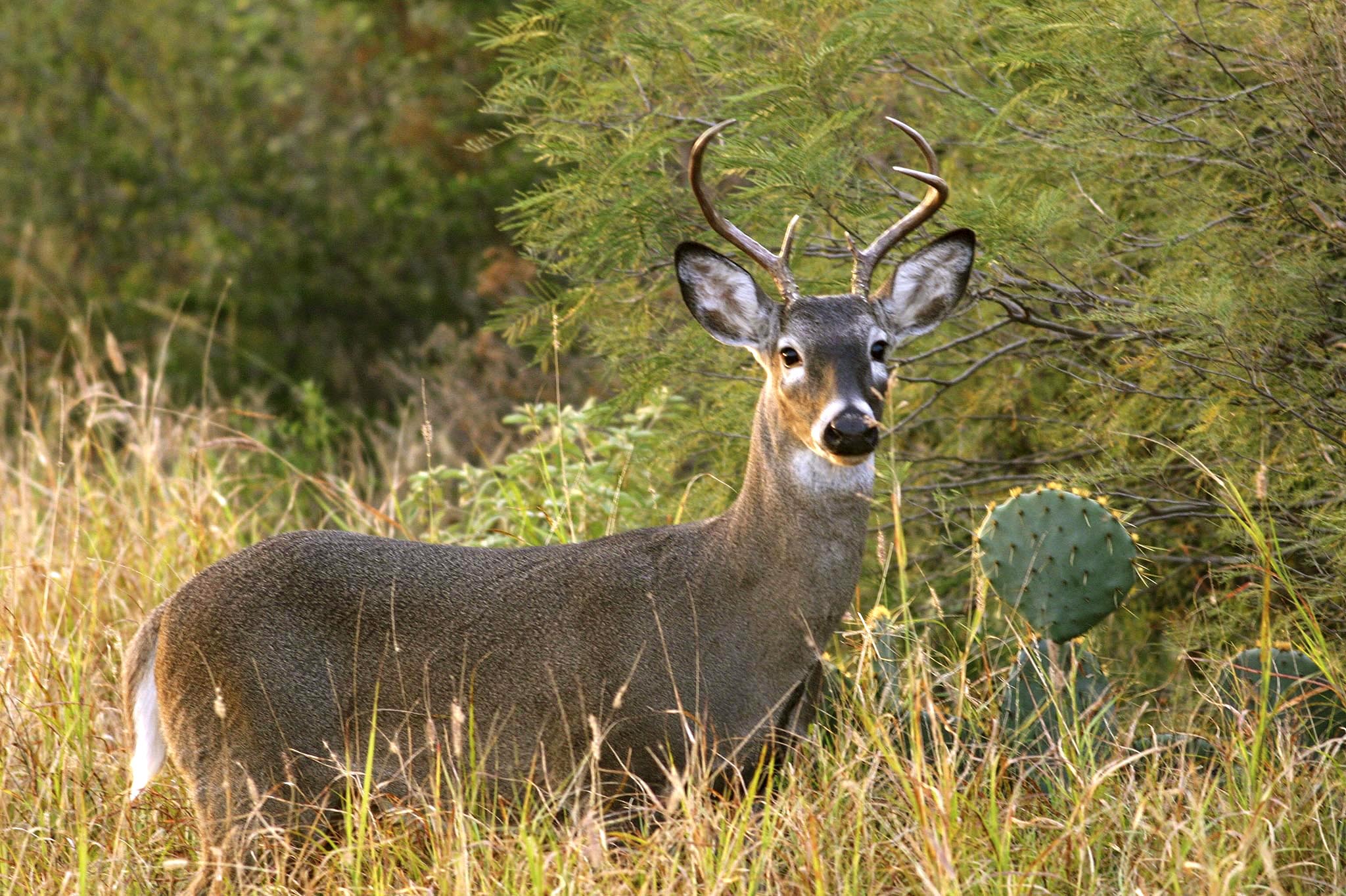 Venado cola blanca entre la vegetación de su hábitat natural.